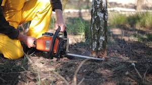 Best Lawn Disease Treatment  in Fern Prairie, WA
