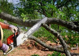 Best Commercial Tree Services  in Fern Prairie, WA