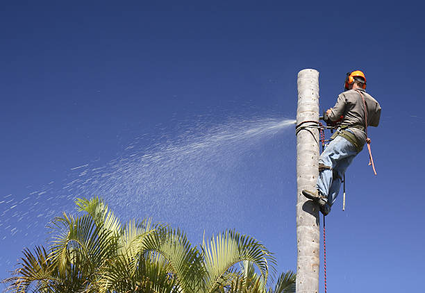 Best Lawn Maintenance Plans  in Fern Prairie, WA