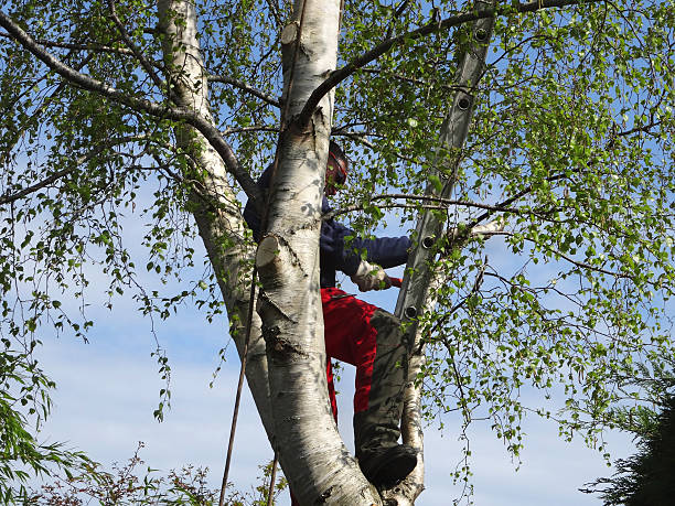 Best Root Management and Removal  in Fern Prairie, WA