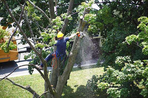 Best Emergency Tree Removal  in Fern Prairie, WA