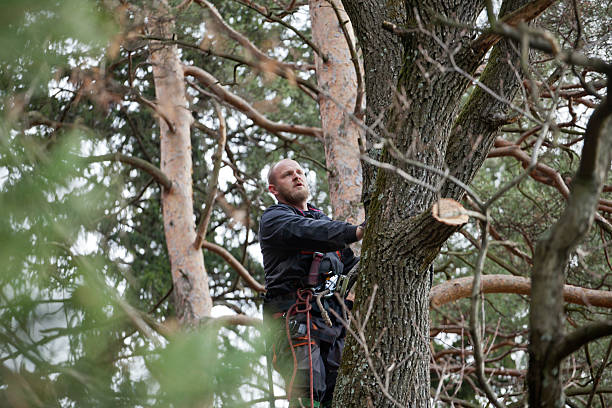 Reliable Fern Prairie, WA Tree Care Solutions