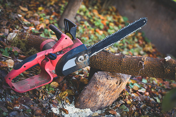Best Tree Disease Treatment  in Fern Prairie, WA